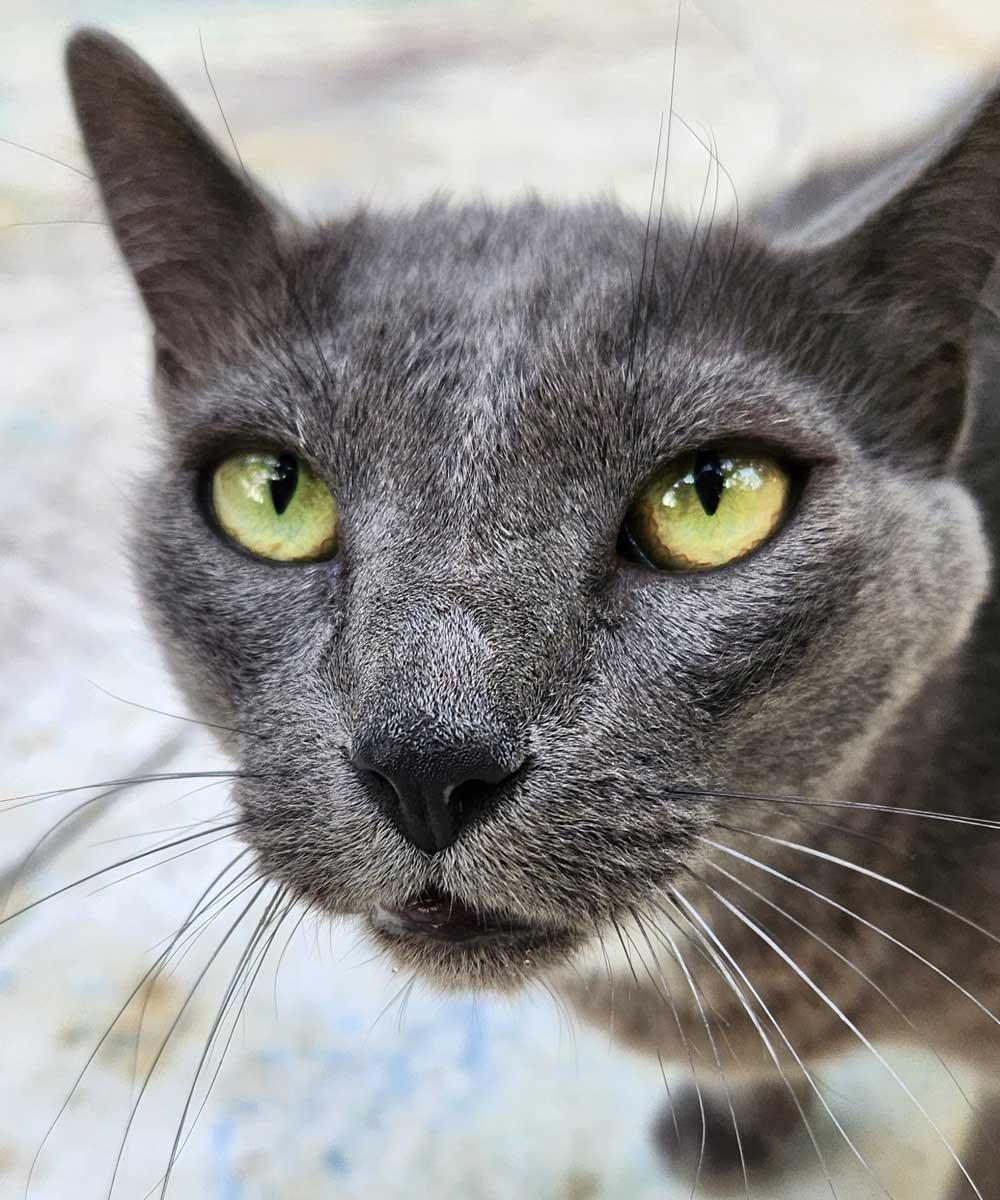 toolbox-element-Marshy-Let-Go