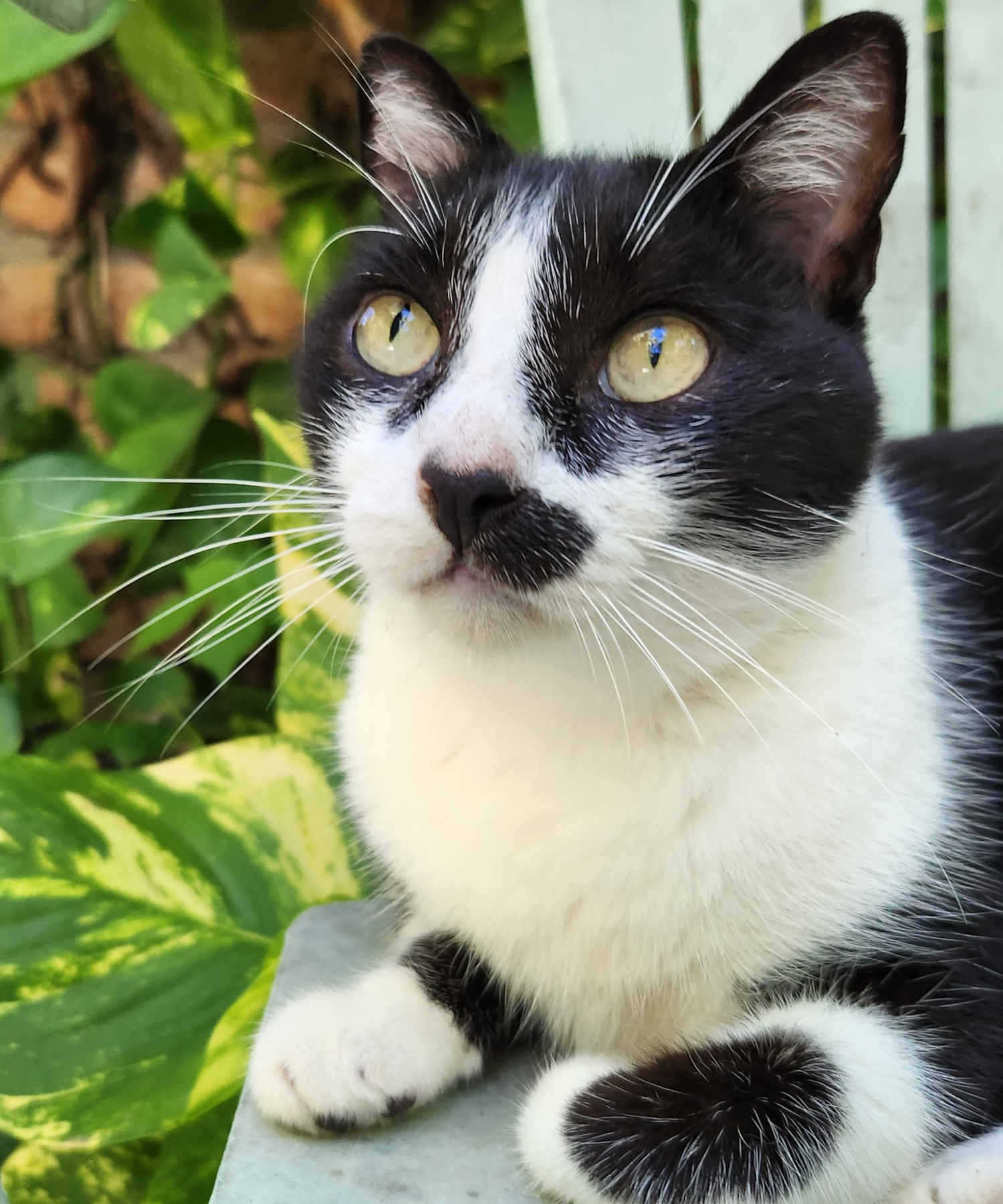 BTEP1-black-white-cat